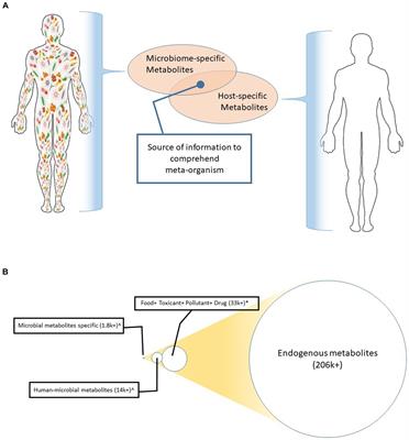 Metabolites: a converging node of host and microbe to explain meta-organism